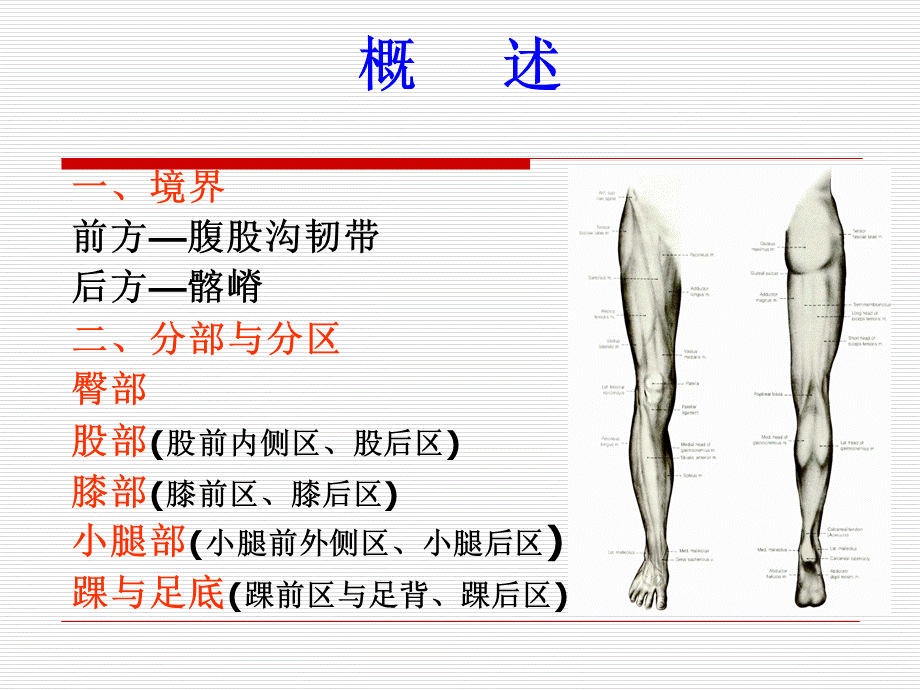 局部解剖学-下肢.ppt_第3页