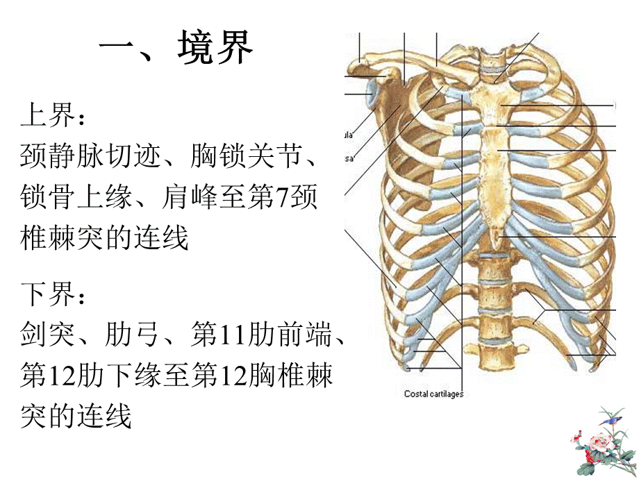 局部解剖学-胸部.ppt_第3页