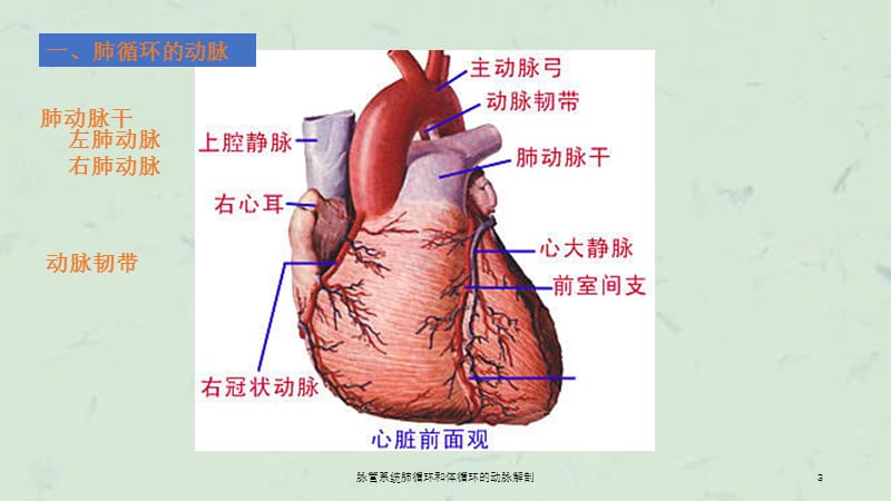 脉管系统肺循环和体循环的动脉解剖课件.ppt_第3页