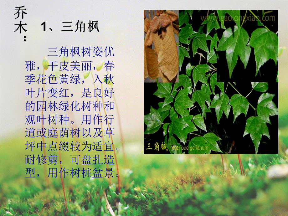 园林植物习性与特征.ppt_第3页