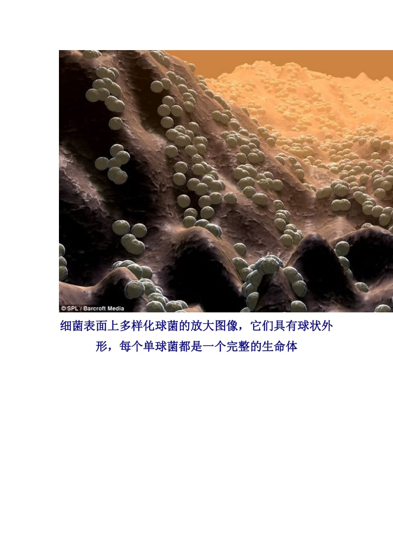 显微镜人体皮肤上的细菌图片.doc_第2页