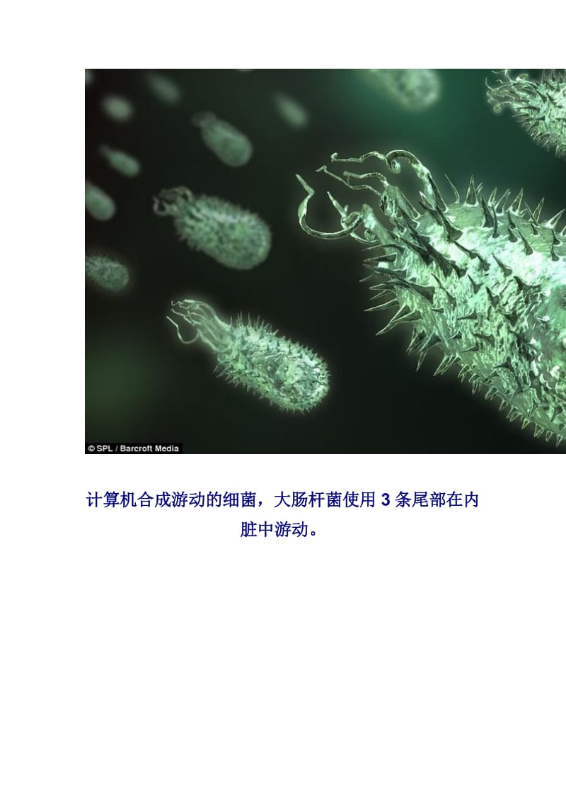 显微镜人体皮肤上的细菌图片.doc_第3页