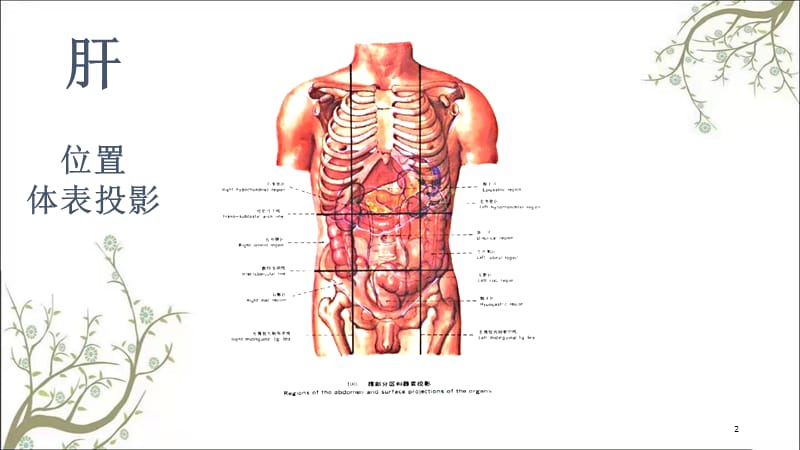 局部解剖学肝课件.ppt_第2页