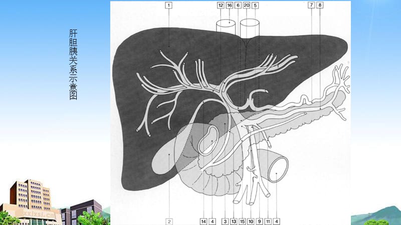 腹部正常CT表现（课件分享）.ppt_第2页