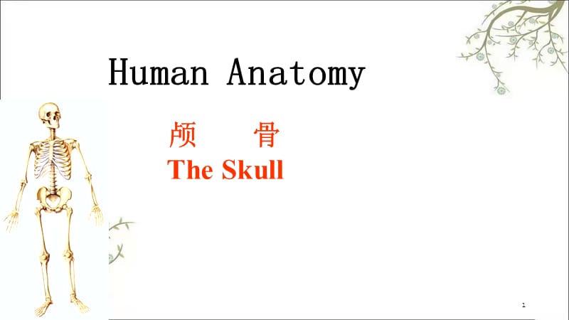 骨学各论skull(2)课件.ppt_第1页