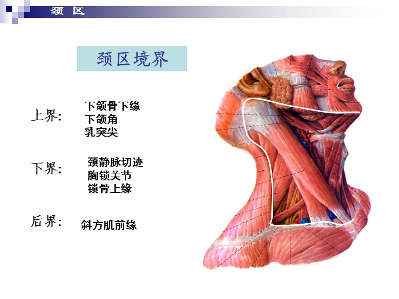 局部解剖学——颈部.ppt_第2页