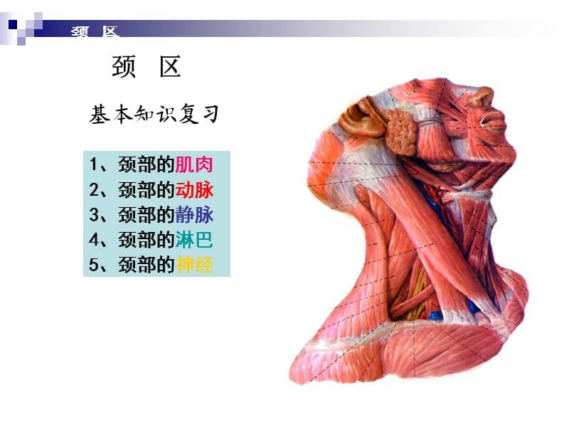 局部解剖学——颈部.ppt_第3页