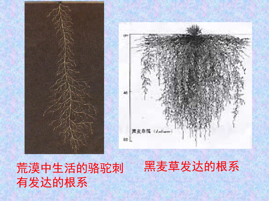 苏教版初中生物七上第3单元第五章第二节《植物根的生长》课件2.ppt_第2页