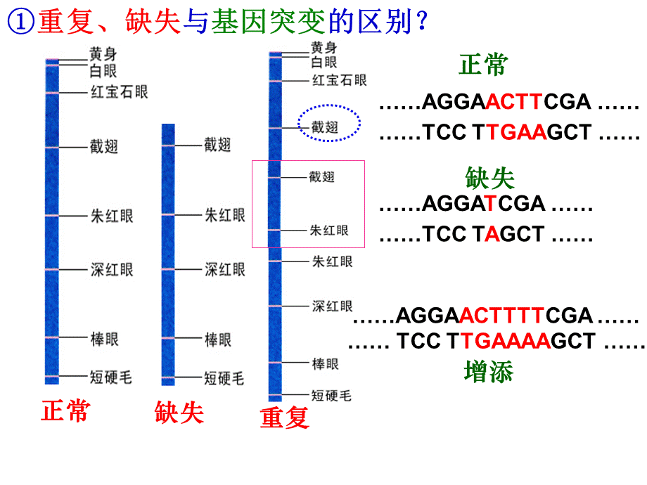 染色体结构的变异.ppt_第3页