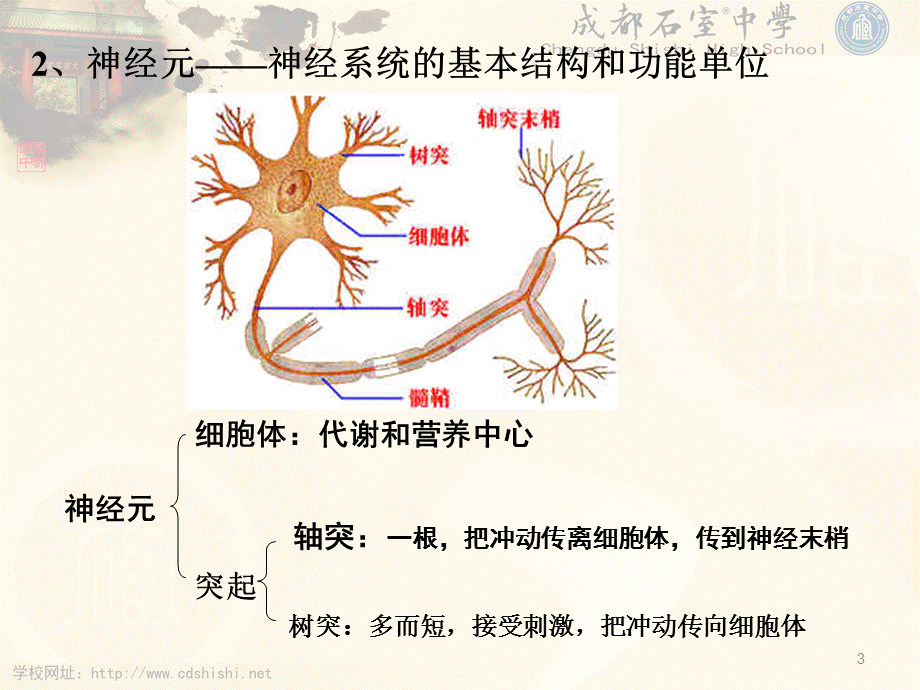 20140922-高2016届理-生物-课件-第一节通过神经系统的调节.ppt_第3页