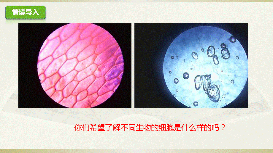 人教版高一生物必修一1.2实验：使用高倍显微镜观察几种细胞课件 .pptx_第2页