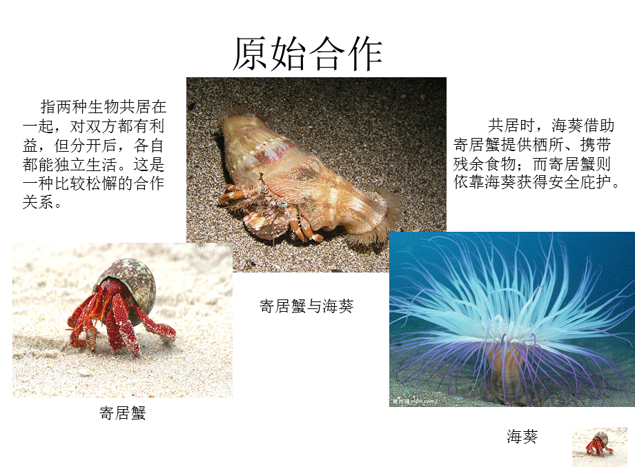 生物间的相互依赖关系.ppt_第3页