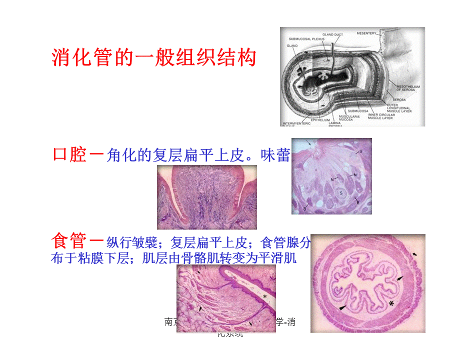 南京农业大学-动物组织胚胎学-消化系统课件.ppt_第2页