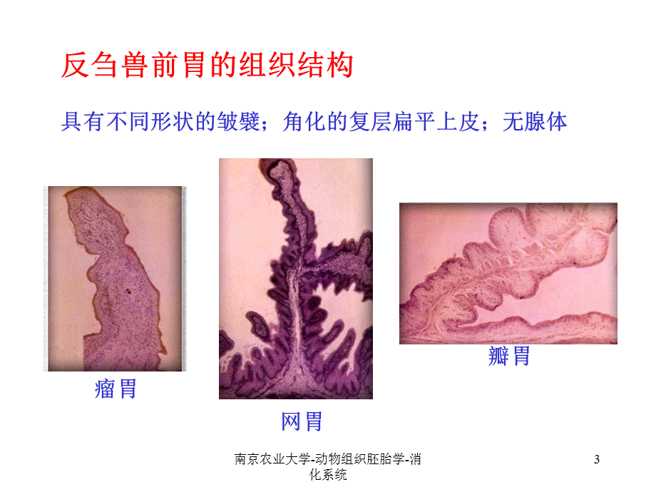 南京农业大学-动物组织胚胎学-消化系统课件.ppt_第3页