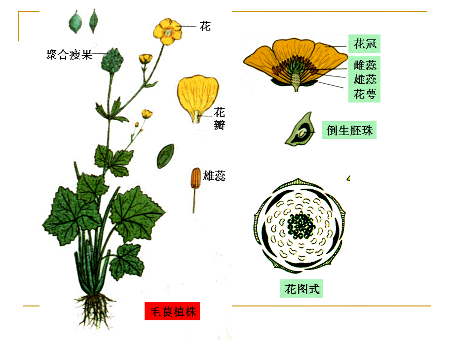 药用植物学课件——被子植物代表植物(一).ppt_第2页
