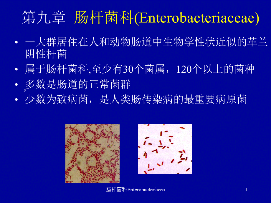 肠杆菌科Enterobacteriacea课件.ppt_第1页
