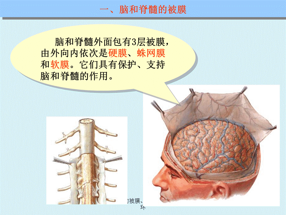 脑和脊髓的被膜、血管及脑脊液循环课件.ppt_第2页