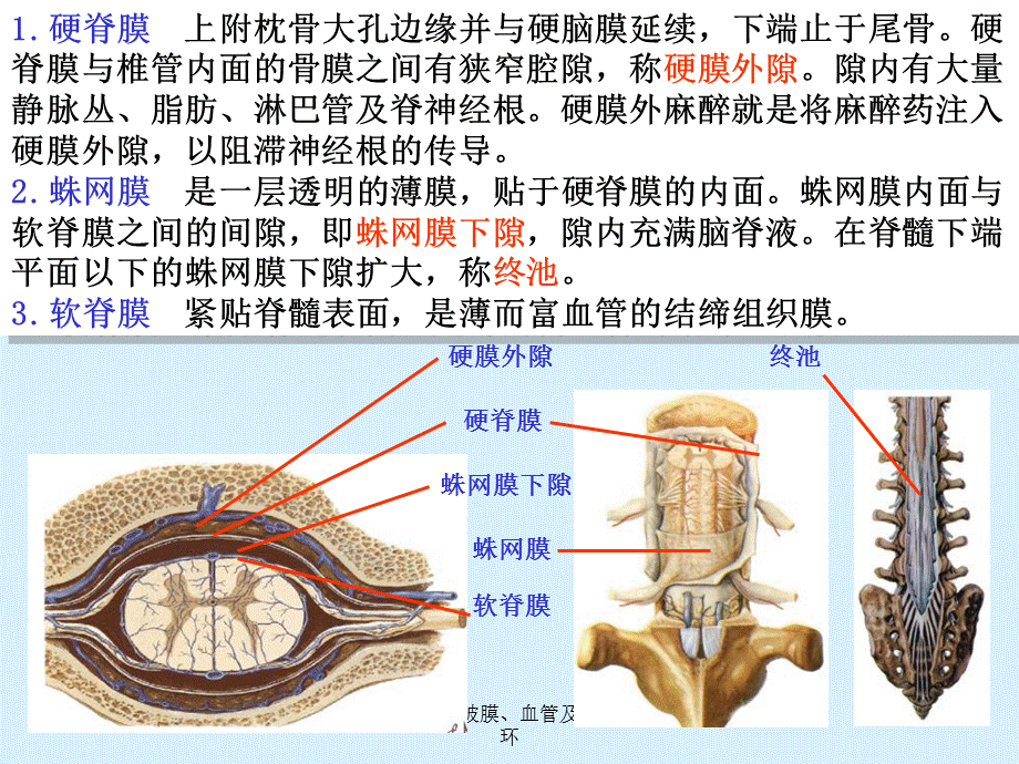 脑和脊髓的被膜、血管及脑脊液循环课件.ppt_第3页