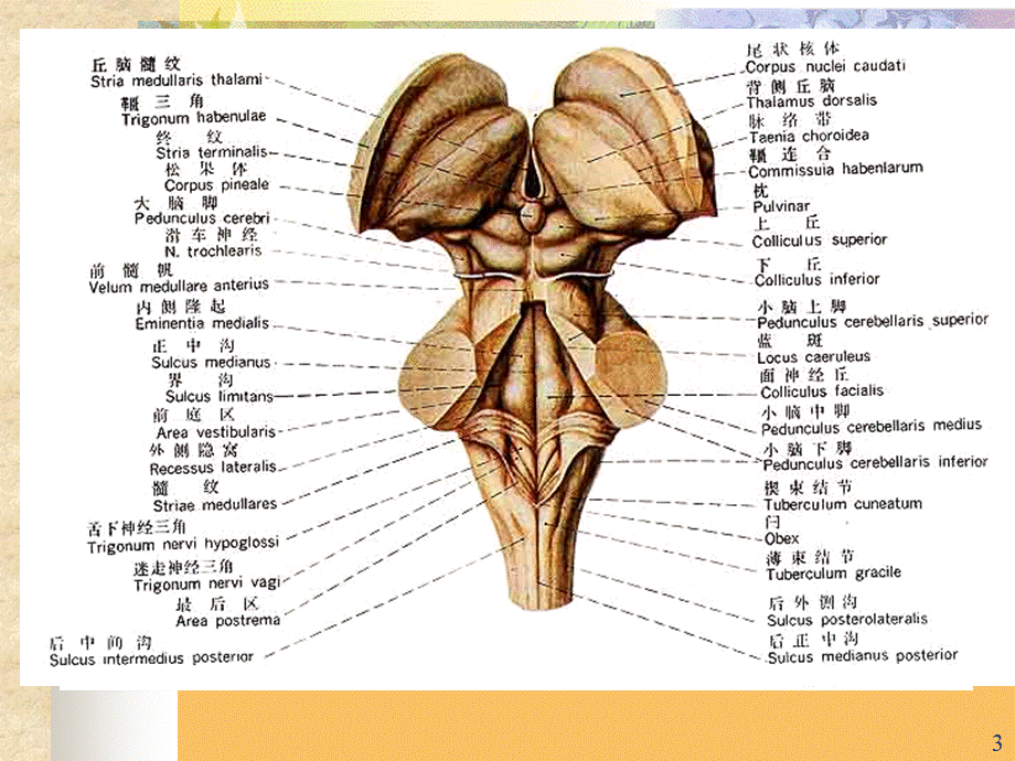 《神经解剖学》.ppt_第3页
