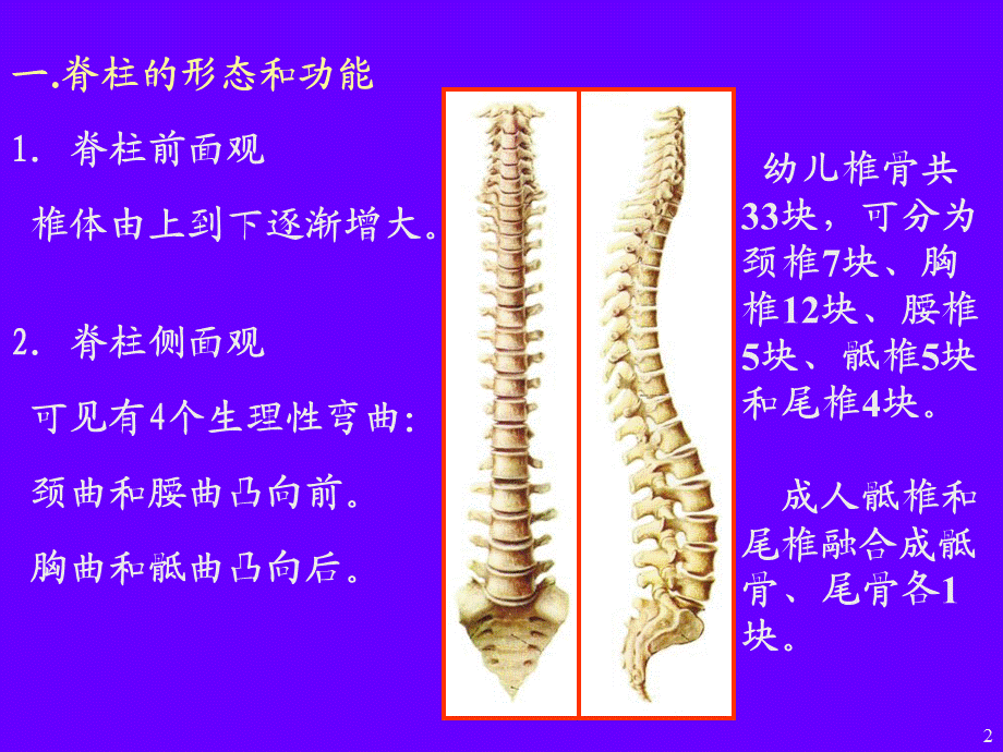 《脊柱疾病的康复》.ppt_第2页