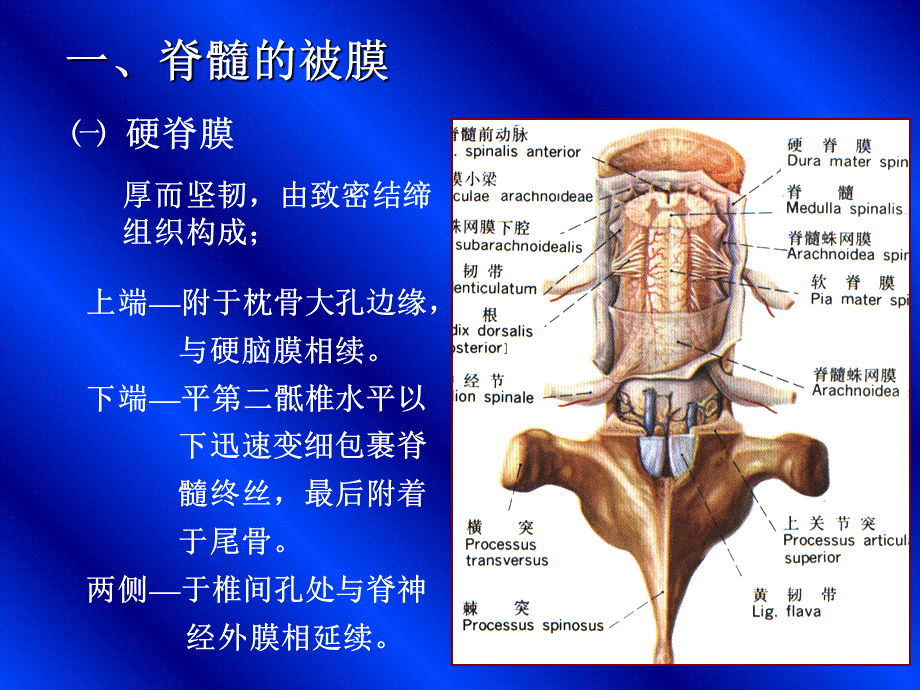 《脑和脊髓的被膜》.ppt_第2页