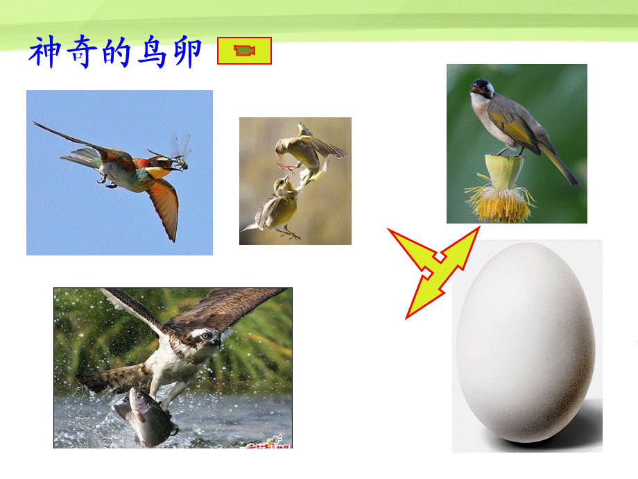 人教版八年级生物下册 _7.1.4鸟的生殖和发育课件.ppt_第3页