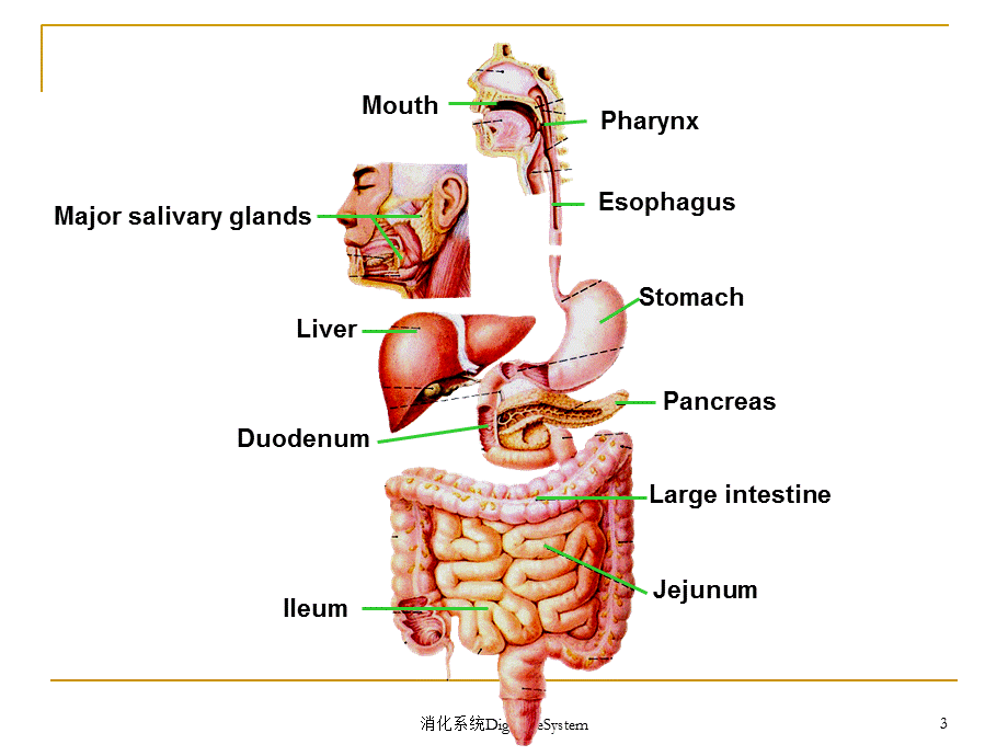 消化系统DigestiveSystem课件.ppt_第3页