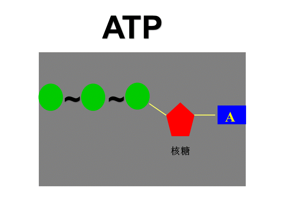 细胞的能量通货—ATP课件.pptx_第2页