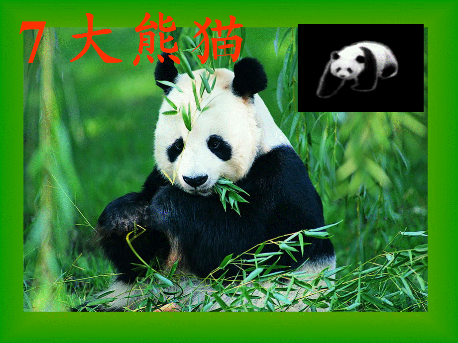 《大熊猫》.ppt_第2页