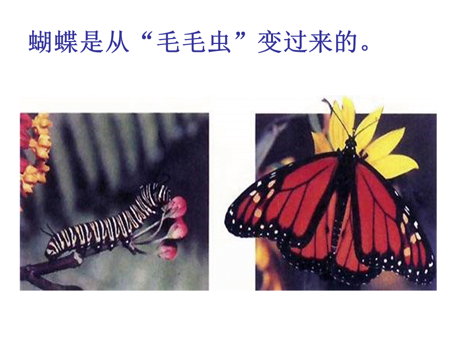 7.1.2_昆虫的生殖和发育.ppt_第3页