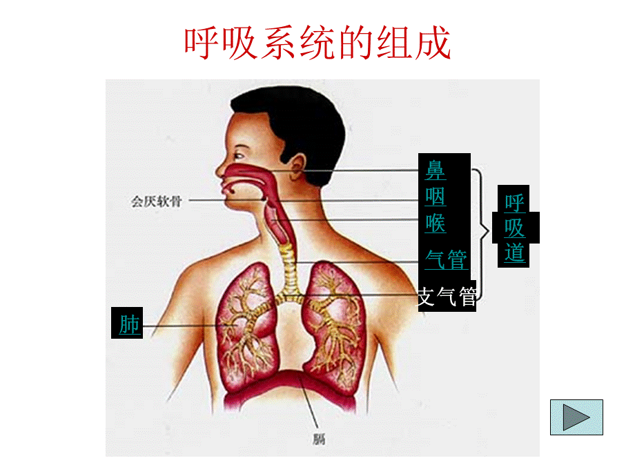 第二节人体的呼吸.ppt_第2页