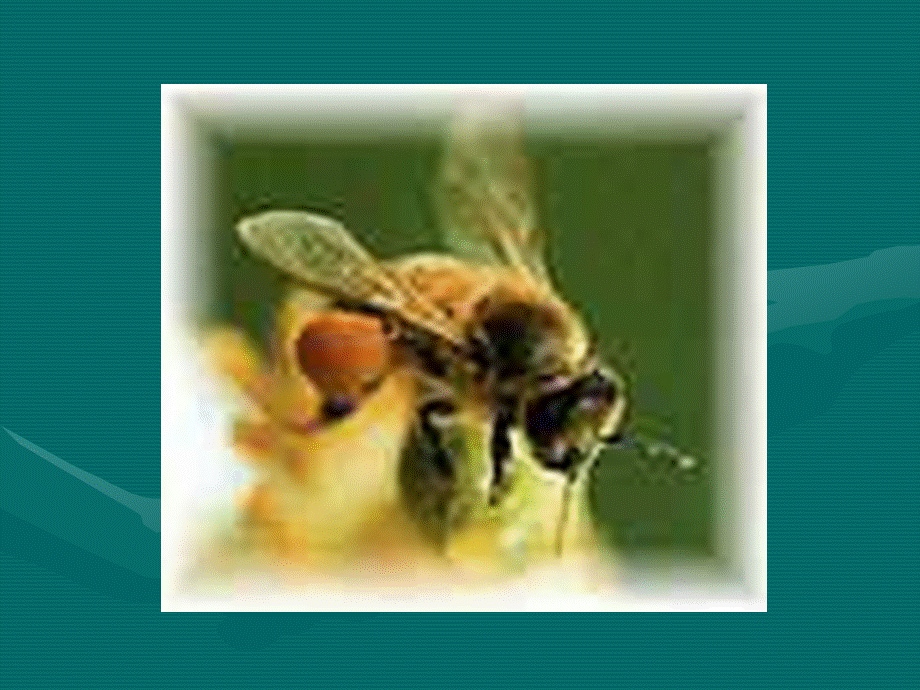 14、蜜蜂课件.ppt_第3页