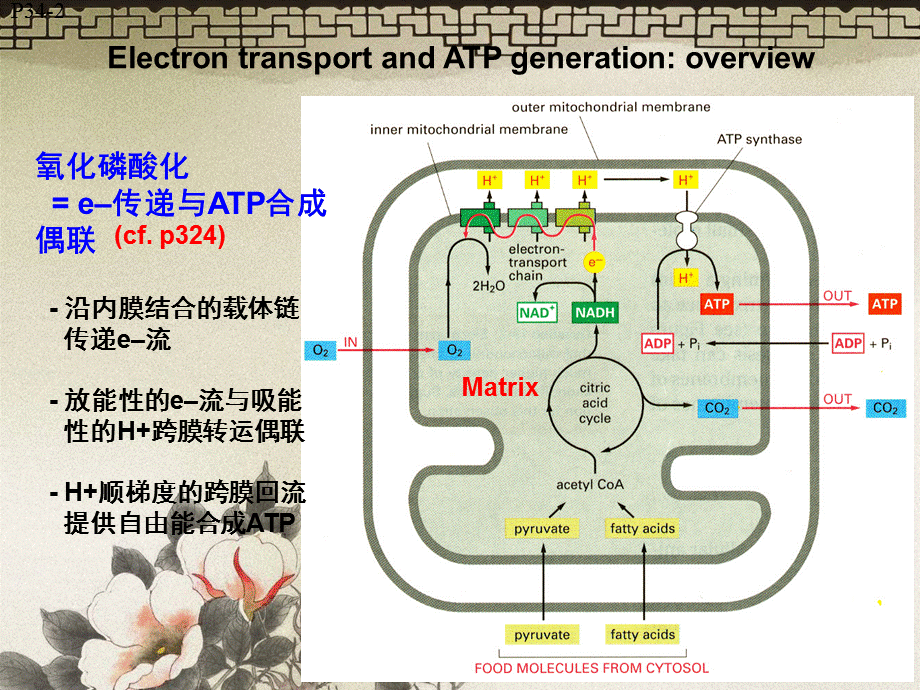 14电子传递链与氧化磷酸化sppt课件.ppt_第3页