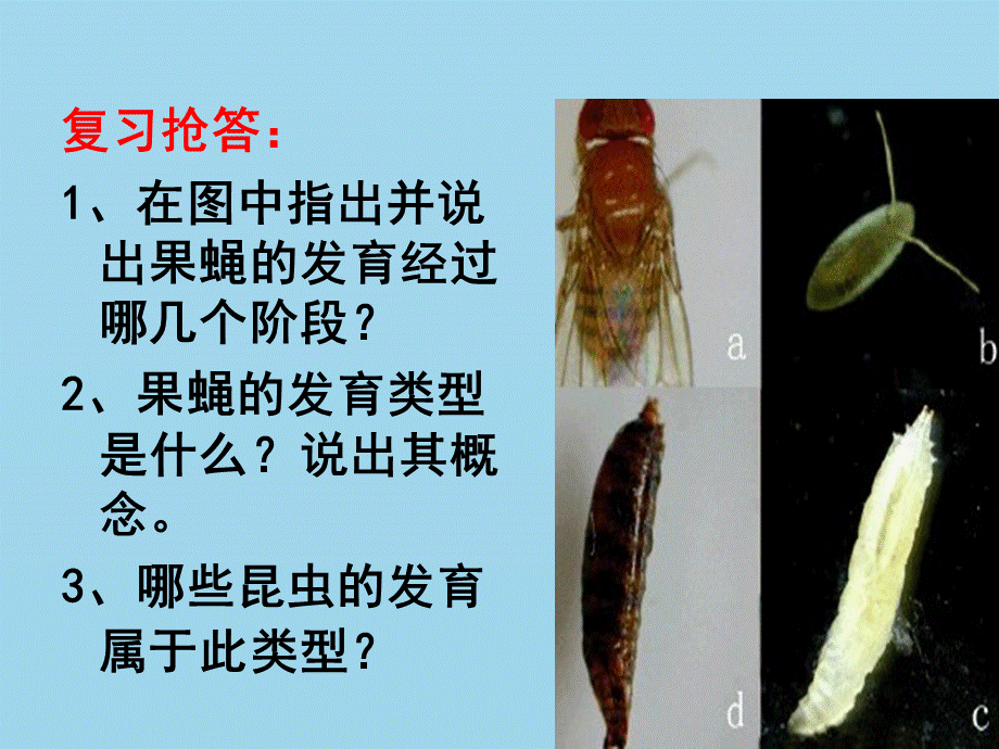 【最新】八年级生物上册 4.2.1《昆虫的生殖和发育》课件2.ppt_第1页