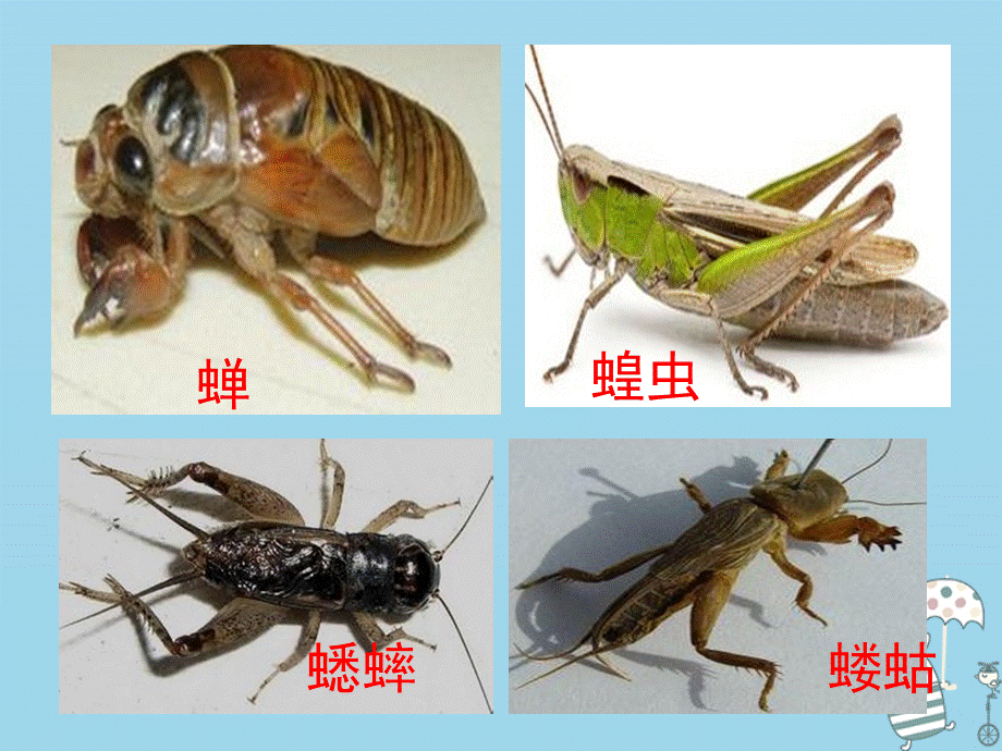 【最新】八年级生物上册 4.2.1《昆虫的生殖和发育》课件2.ppt_第2页