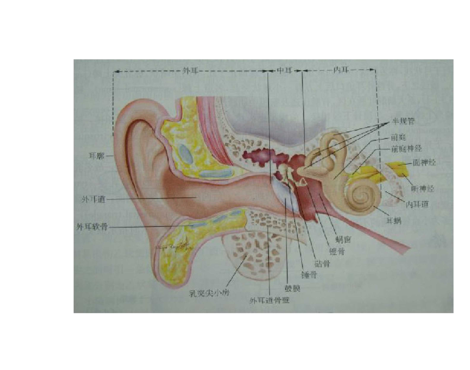 耳的应用解剖学及生理学.docx_第3页