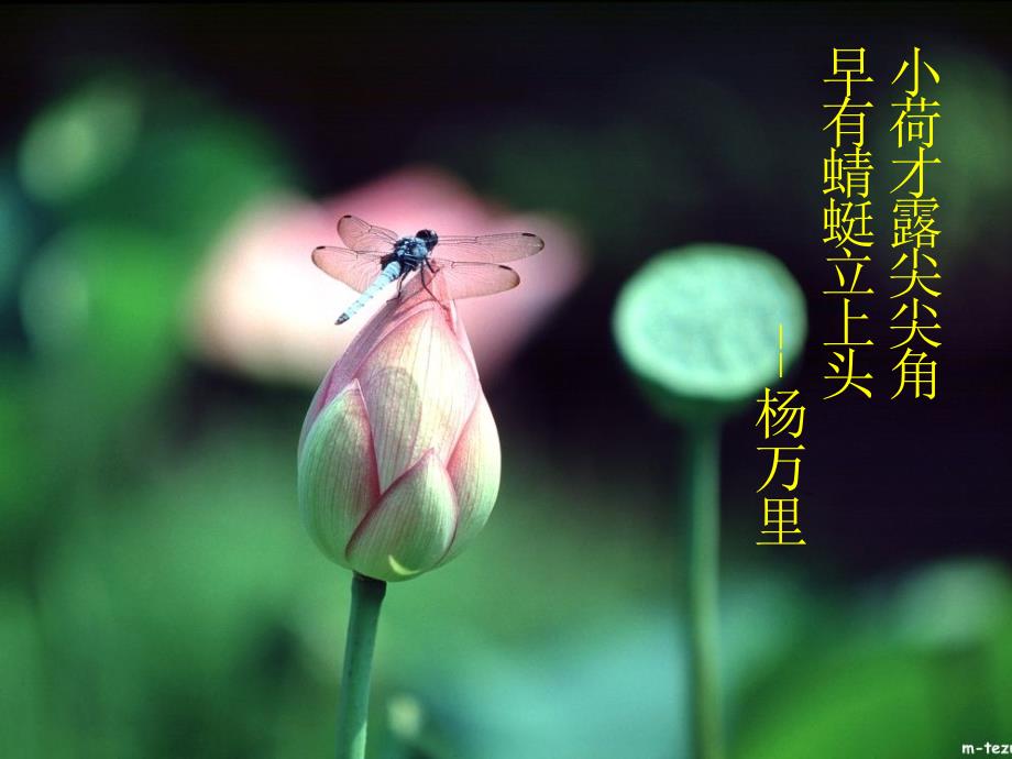爱莲说ppt优秀课件.ppt_第2页