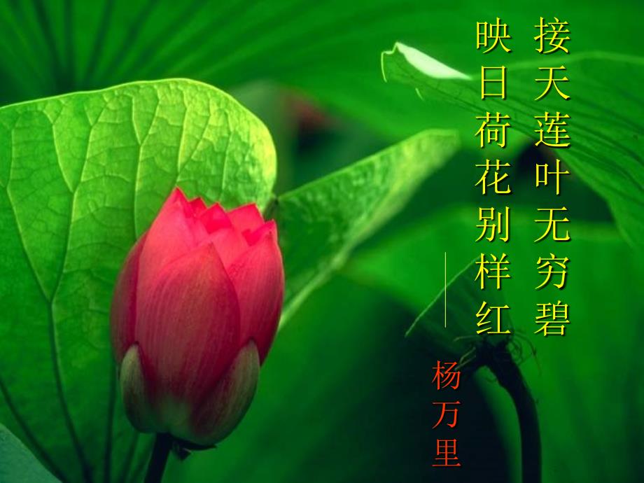 爱莲说ppt优秀课件.ppt_第3页