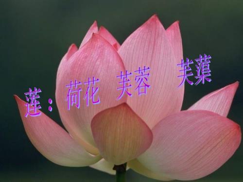 爱莲说ppt优秀课件.ppt