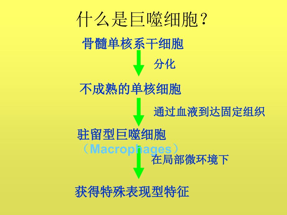 巨噬细胞多样性促进肿瘤发展和转移.ppt_第2页
