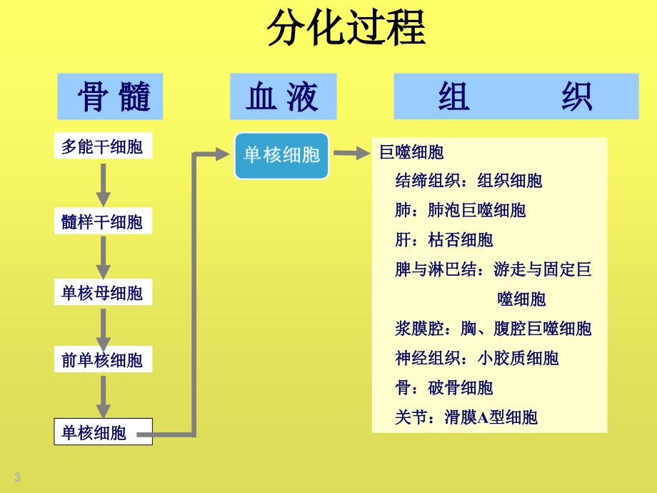 巨噬细胞多样性促进肿瘤发展和转移.ppt_第3页
