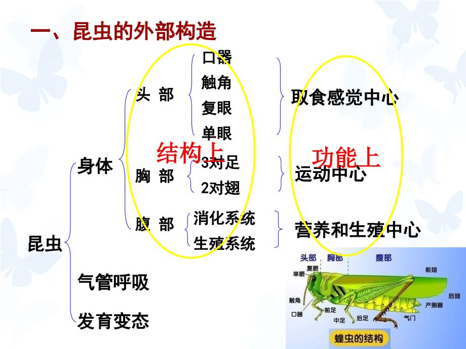 昆虫的基础知识PPT课件.ppt_第2页