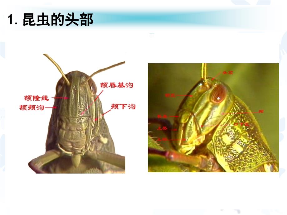 昆虫的基础知识PPT课件.ppt_第3页