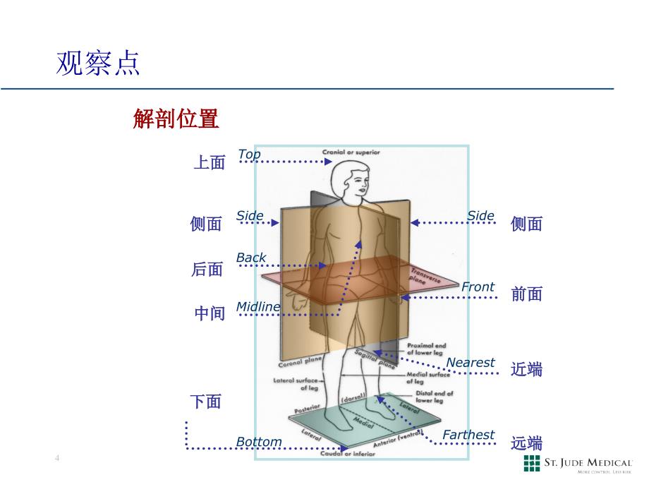 心脏解剖和生理.ppt_第2页