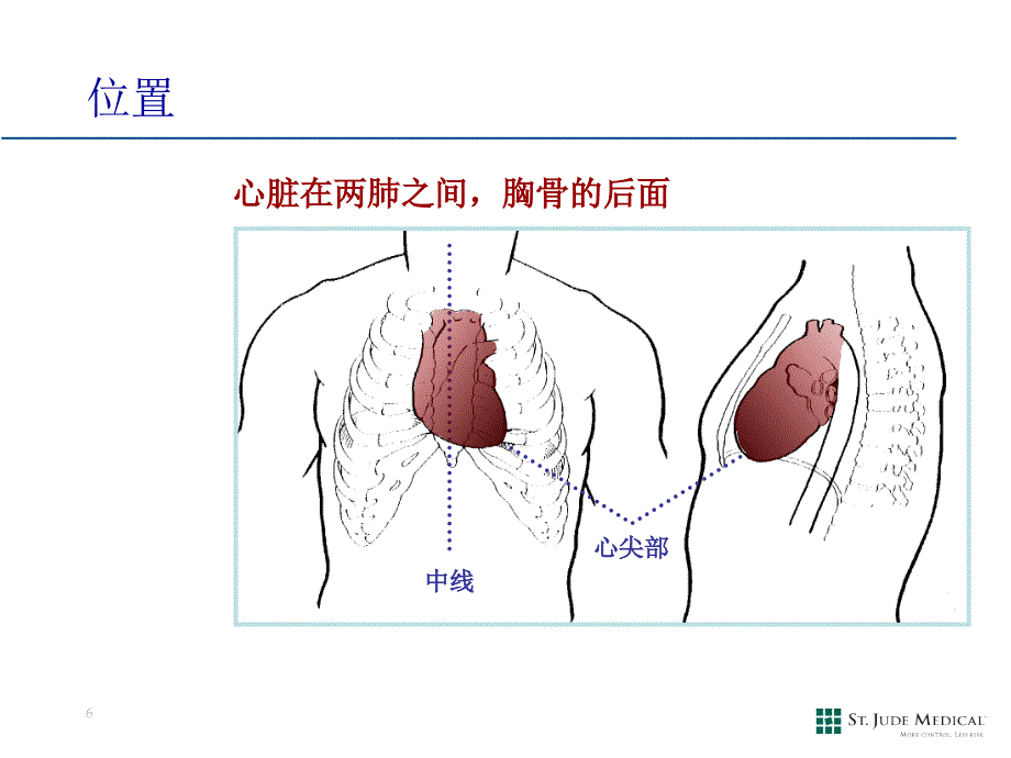 心脏解剖和生理.ppt_第3页