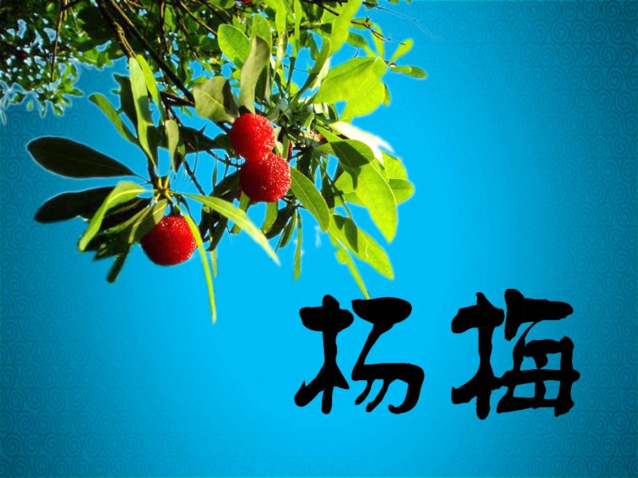 杨梅栽培技术PPT课件.ppt_第2页
