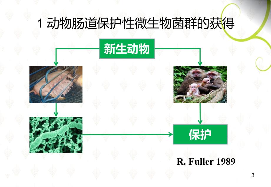 微生态制剂在养殖场中的应用.ppt_第3页