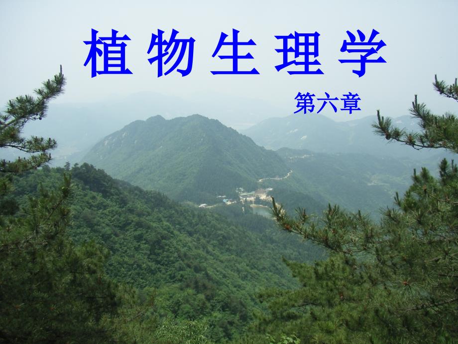 植物的营养生长.ppt_第1页