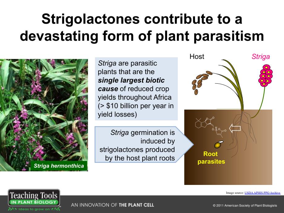 植物激素独脚金内酯.ppt_第2页