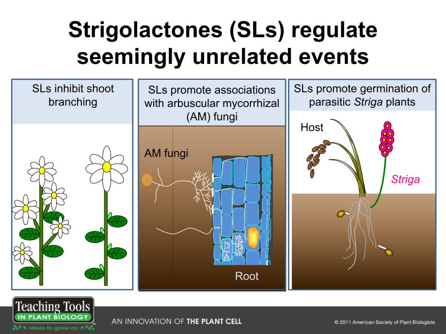 植物激素独脚金内酯.ppt_第3页